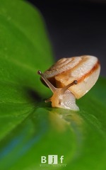 蜗牛4