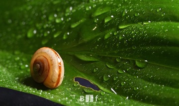 蜗牛1
