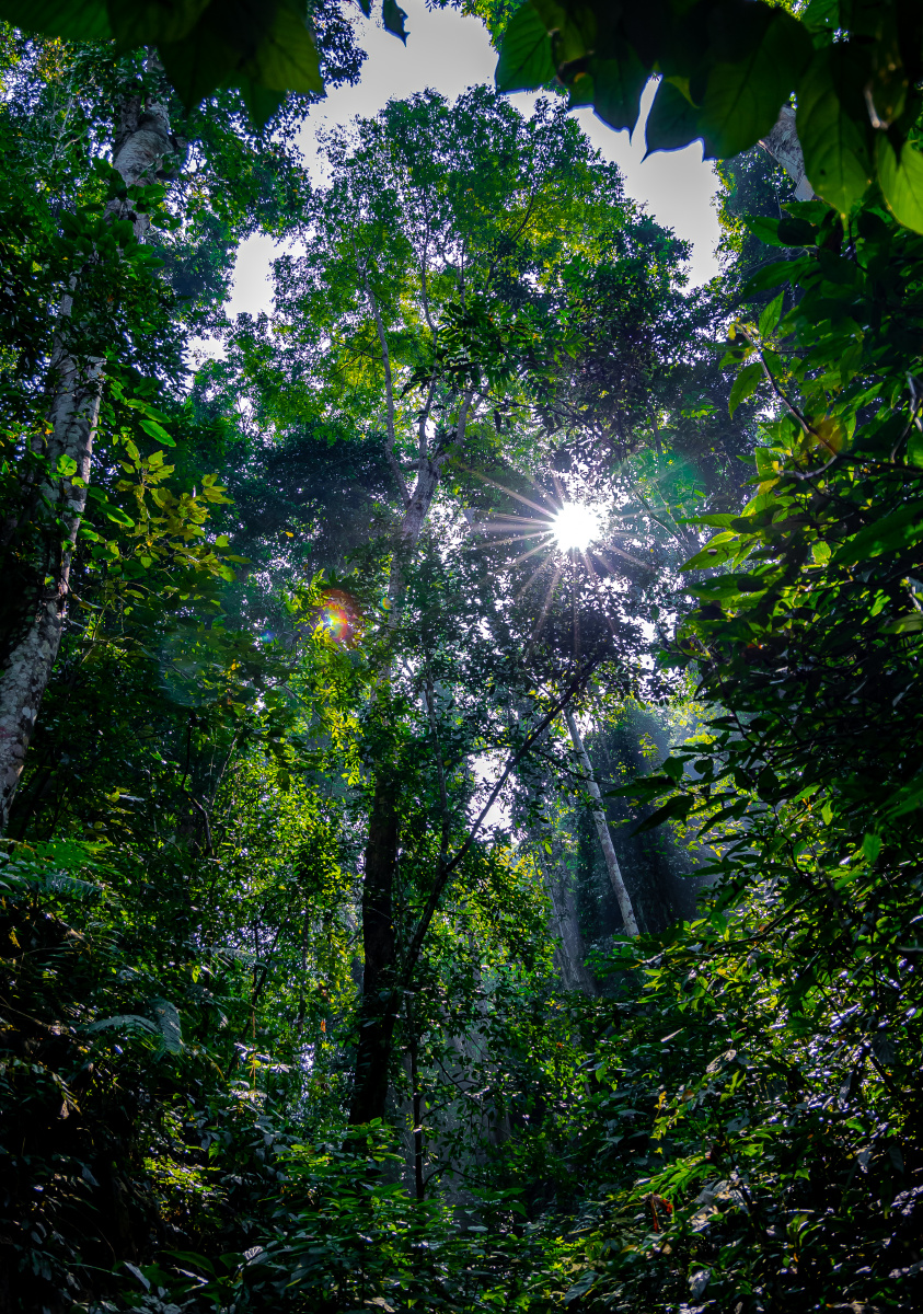 西双版纳原始森林公园自然之力