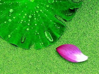 《花开花落一样情》