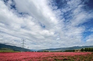 格桑花