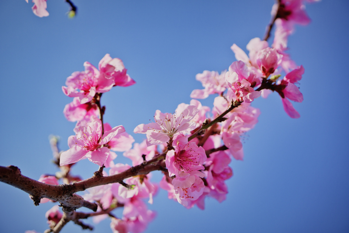 【万里无云,桃花争艳】 - 摄影师dreamer_zy - 图虫