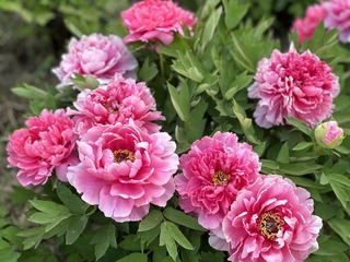 5AA62B3E-30A3-478B-98DF-F2F76A4878EF/L0/001