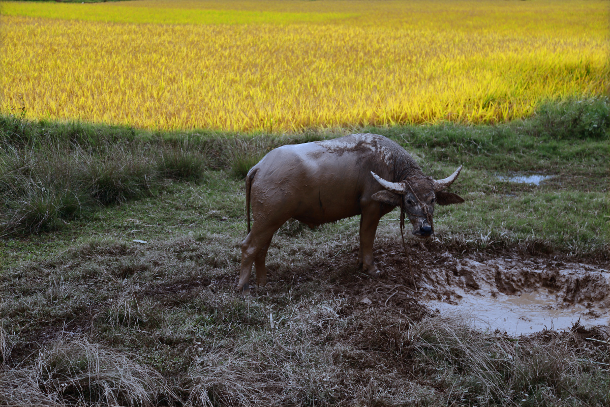秋天的金黄稻田和一身泥水的水牛,丰收背后是艰辛的付出