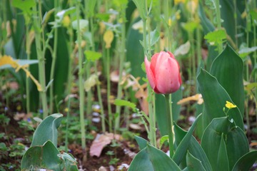 IMG_3230-1