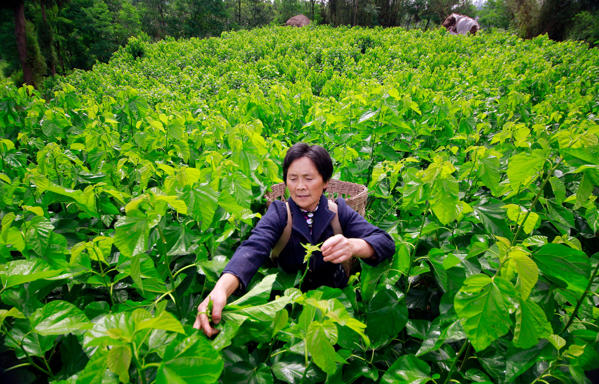 蚕妇在采桑叶