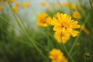 湖边小花2