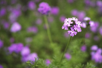 无名花