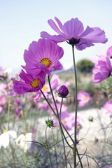 格桑花1