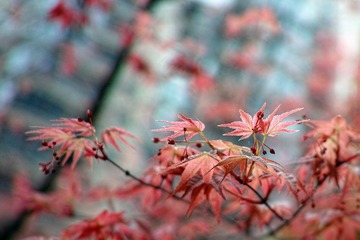 火红的秋_DxO