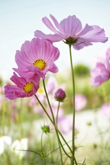 格桑花开