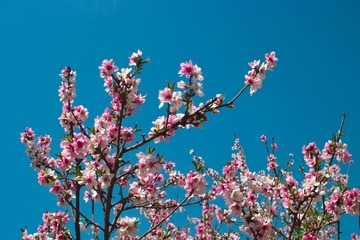 SDIM0019