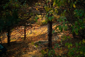 SDIM0111