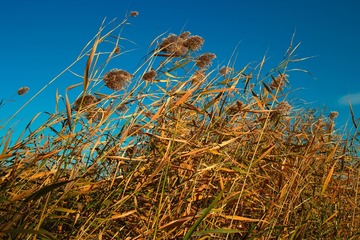 SDIM0215