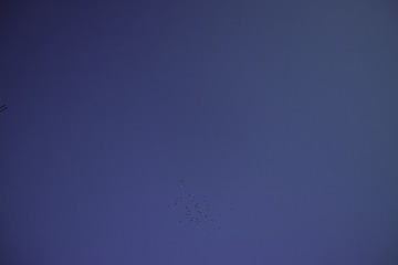 SDIM7425