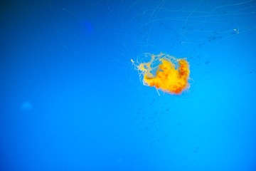 SDIM8731
