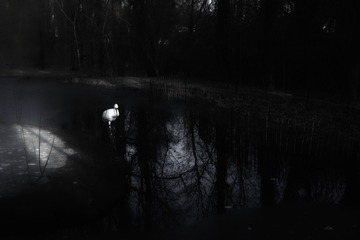 SDIM8748