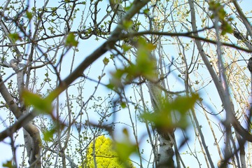 SDIM8896