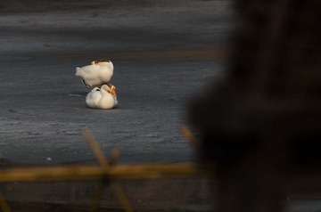 _DSC0490