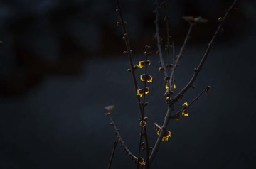 _DSC0562