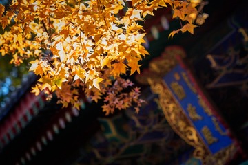 _DSC2741