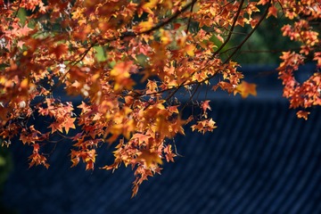 _DSC2749