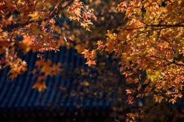 _DSC2750