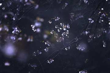 _DSC3486x