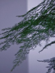 733351