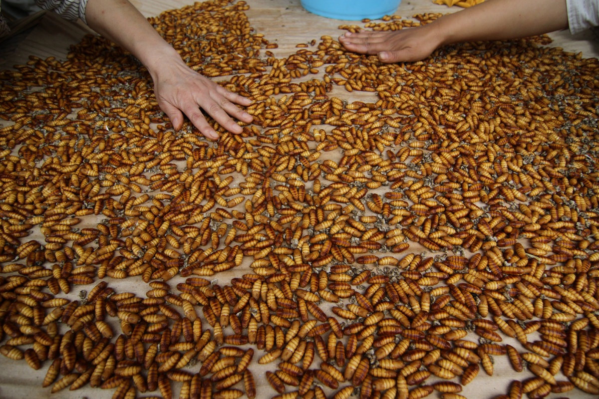 在东部经济发达地区,近几年传统蚕桑产业的退出正在加速,蚕种发放量紧