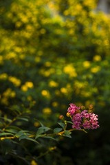 _DSC3429