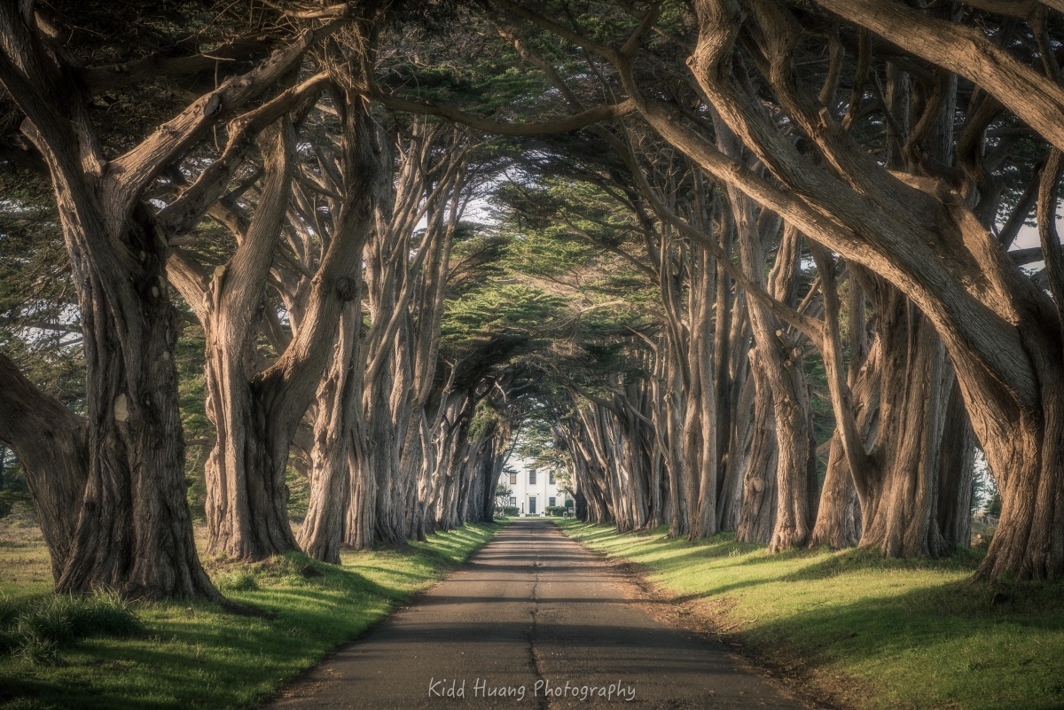 cypress tree tunnel