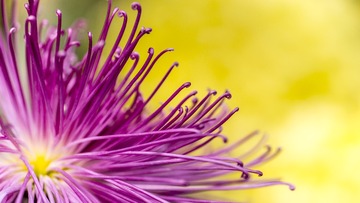 《菊》适马睛典  Sigma APO Macro 180mm F2.8 EX DG OS HSM 