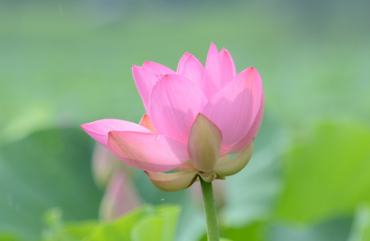 2020荷花系列～1 摄于2020年6月安庆