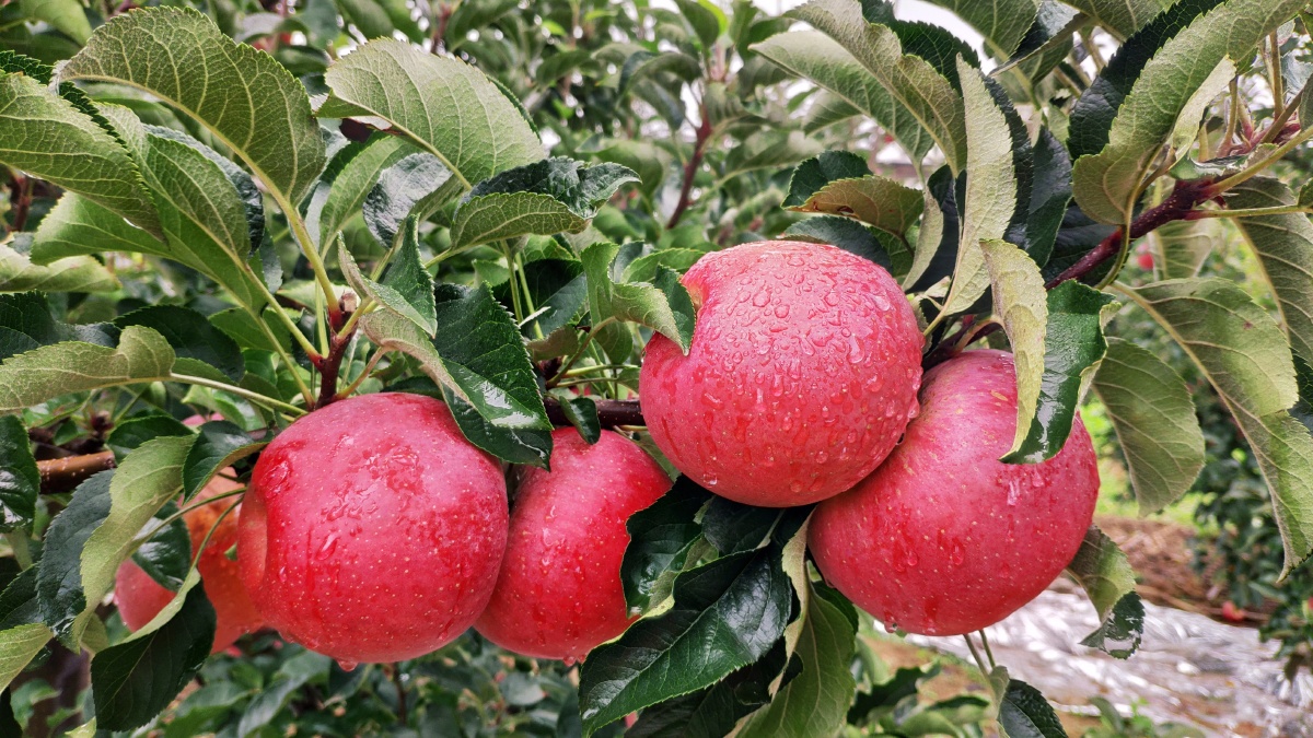 高原红自家果园昭通苹果
