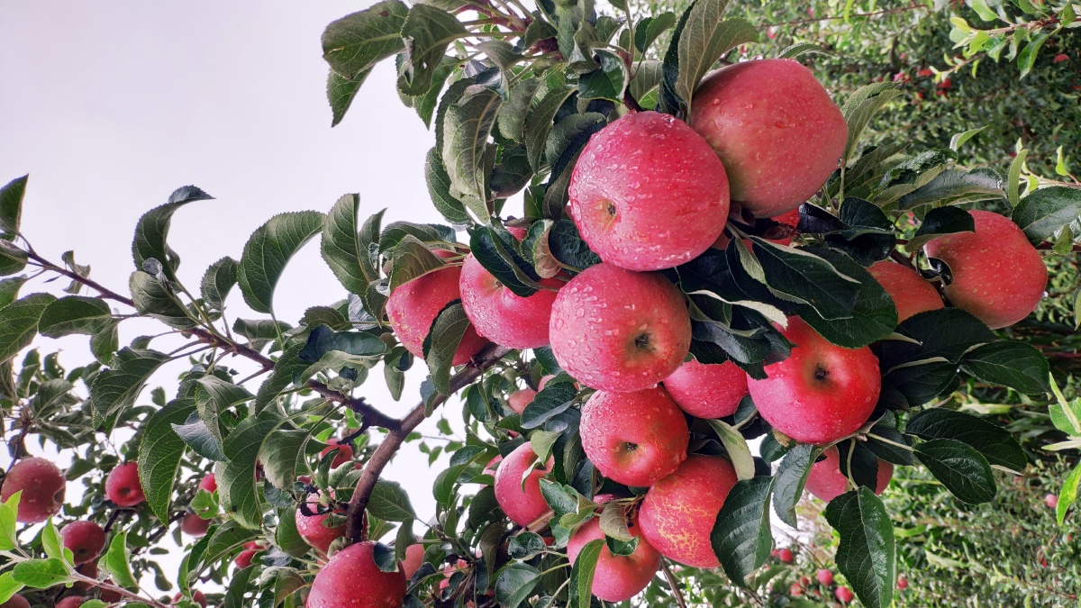 高原红自家果园昭通苹果