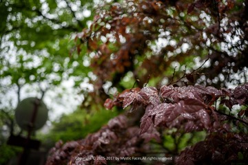 _DSC2548