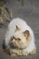 流浪猫