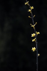 迎春花