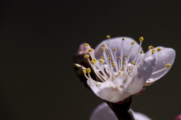 花蕊
