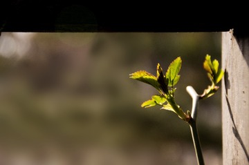 发芽1