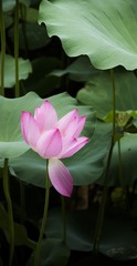 呵护1