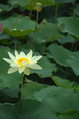 白荷