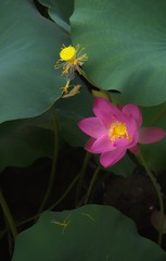 荷花后期2