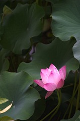 荷花后期3