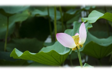 荷花后期4