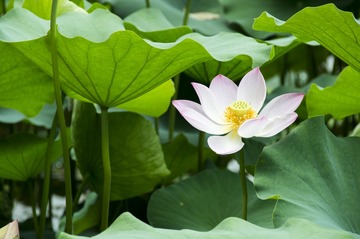 荷花后期10