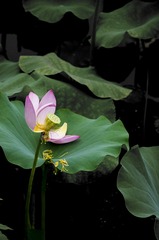 莲蓬初成