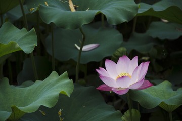 荷花后期12