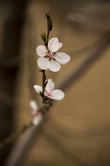 顶
